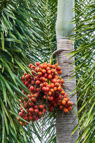 Areca catechu (Areca nut palm, Betel Nuts) All bunch into large clustered, hanging down.