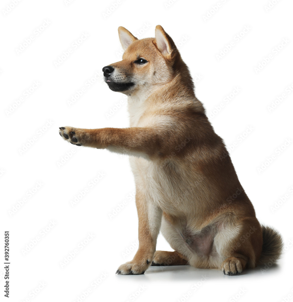 three month old shiba inu puppy. dog on a white background. gives paw. Pet in the studio