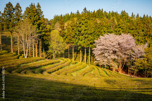 Boseong Tea Fields photo