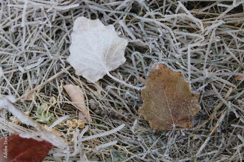 Frozen Ground

These leaves had ice on one side and not on the other side. Also, the ground had a thick layer of ice. 