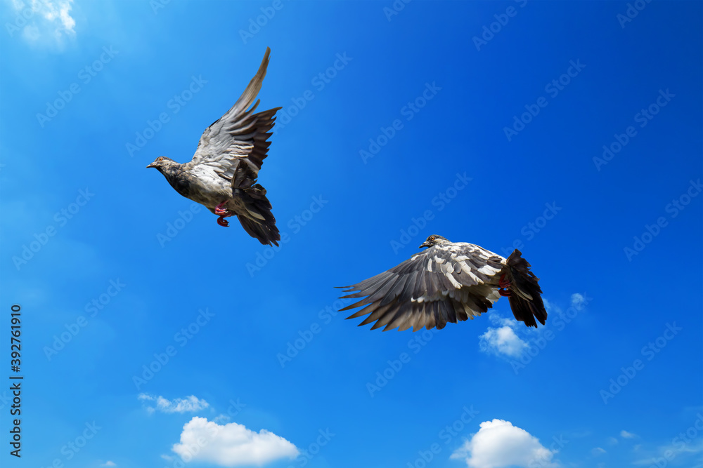 Fototapeta premium Closeup Rock Pigeon Flying in The Air Isolated on Blue Sky