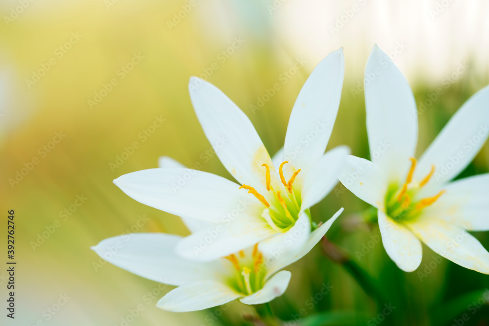 rain lily flower