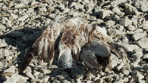 Dead bird on the dried-up bank of the, Vransko jezero Nature Park in Croatia photo