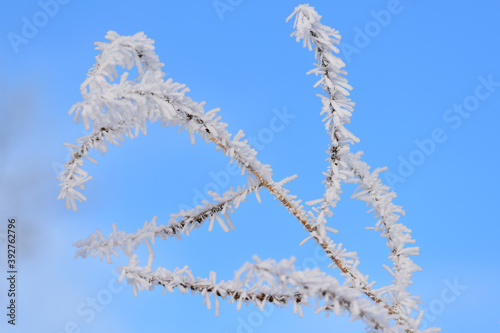 Hoarfrost on the branches of a small tree