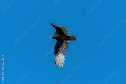 Turkey Vulture flapping its powerful wings as it flies overhead