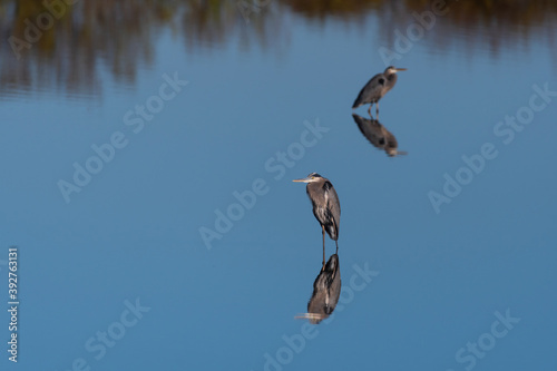 Great Blue Herons with their reflections in a calm lake