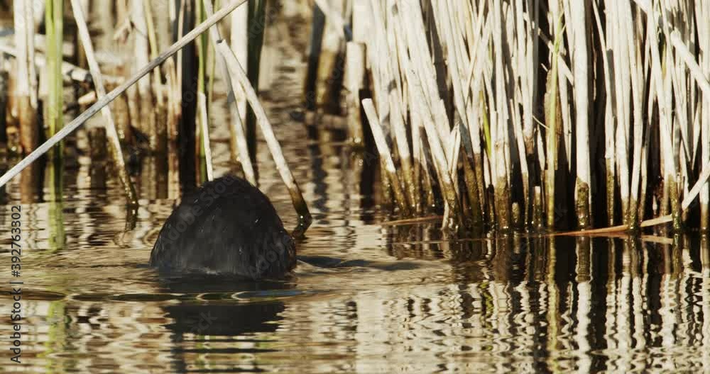 The coot in the reeds of the lake called Vransko jezero in Croatia The coot in the reeds of the lake called Vransko jezero in Croatia