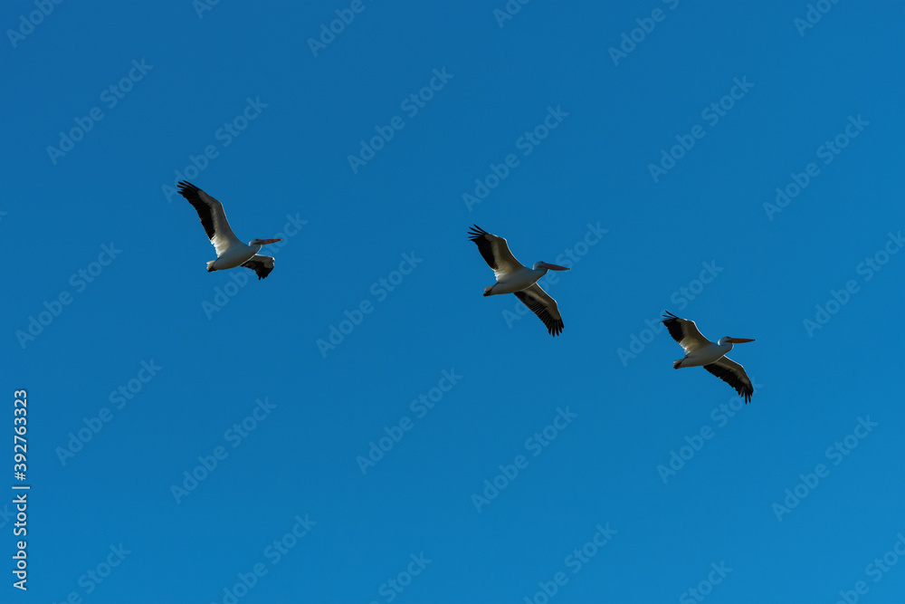 Obraz premium Group of White Pelicans soaring high overhead in a blue sky