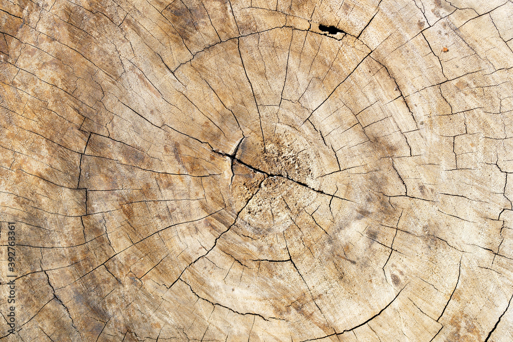 wooden tree annual ring