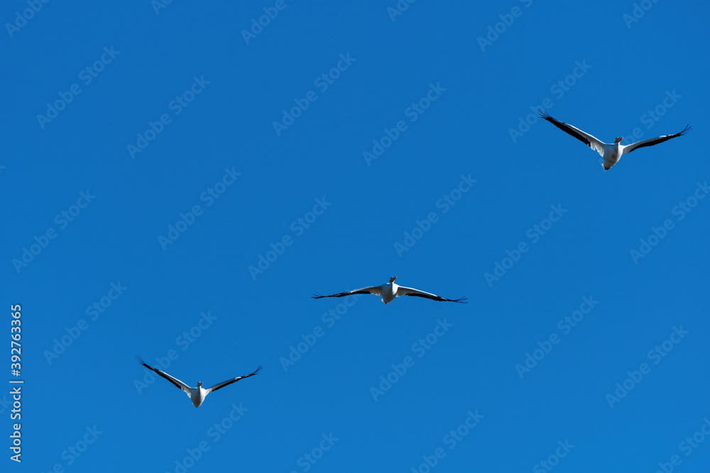 Obraz premium Trio of White Pelicans flying gracefully through the sky