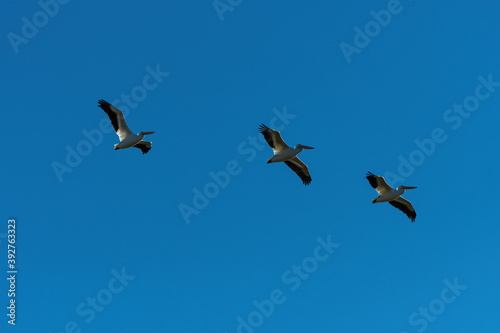 Group of White Pelicans soaring high overhead in a blue sky