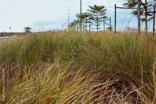 outdoor planting of grasses and norfolk pine photo