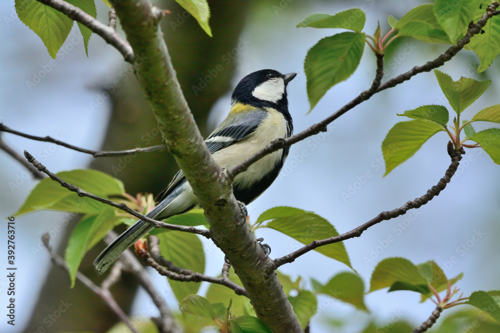 Naklejka premium シジュウカラ