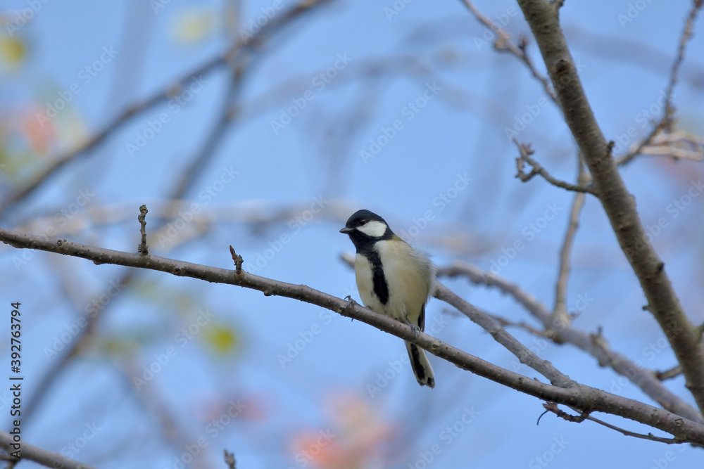 Naklejka premium し