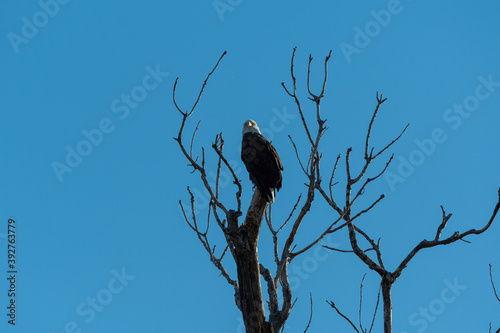 Bald Eagle perched high in the top of a dead tree