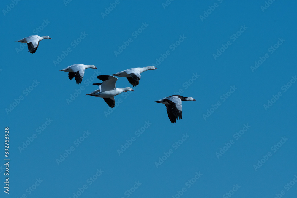 Obraz premium Five Snow Geese flying overhead in a clear blue sky
