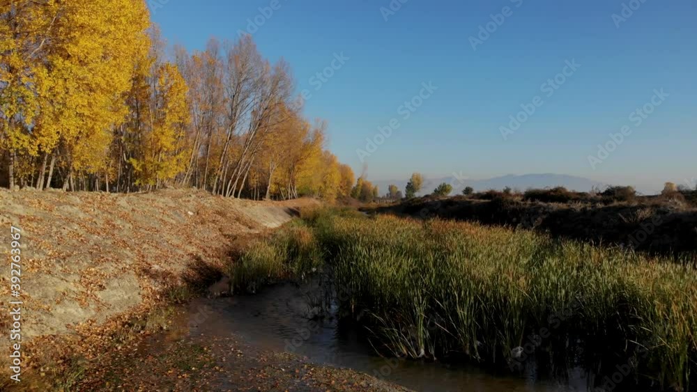 River streaming through reeds surrounded by yellow poplars on bright blue sky background River streaming through reeds surrounded by yellow poplars on bright blue sky background