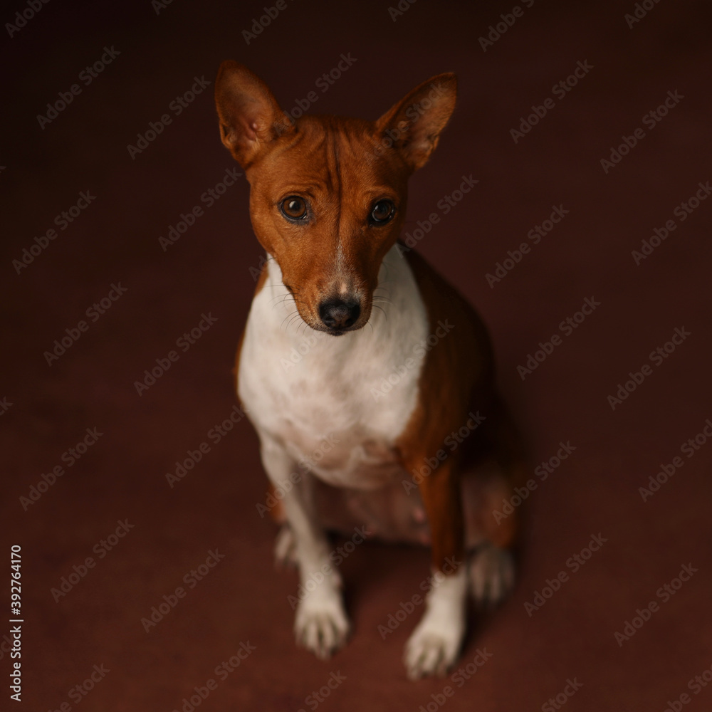Portrait of a red Basenji. Basenji Kongo Terrier Dog. Portrait of a red Basenji. Basenji Kongo Terrier Dog.