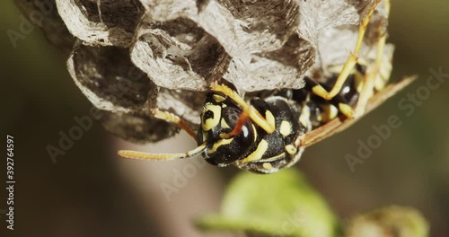 Paper wasp building the nest, Vrana Lake Nature Park, Croatia photo