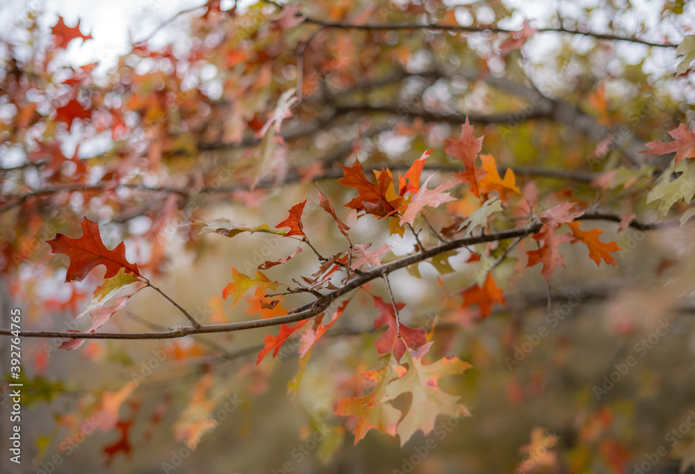 Fall leaves Fall leaves