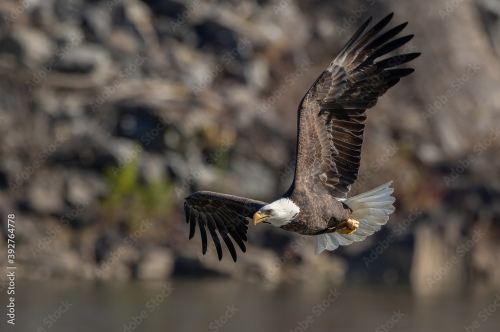 Fototapeta premium Bald eagle in flight 