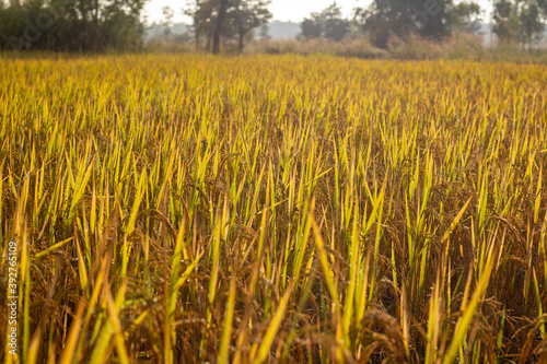 Rice fields in the beautiful morning fields.