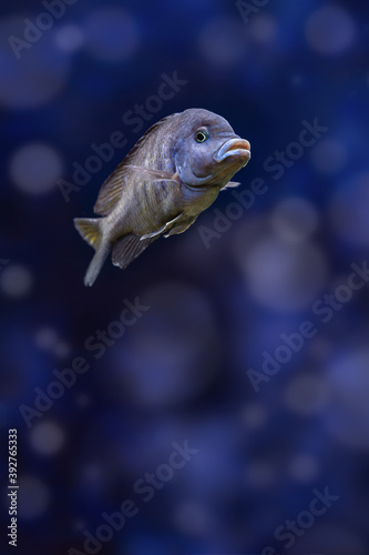 One blue dolphin aquarium fish swims in water. Cyrtocara moorii close up. Cichlid aquarium fish underwater. photo