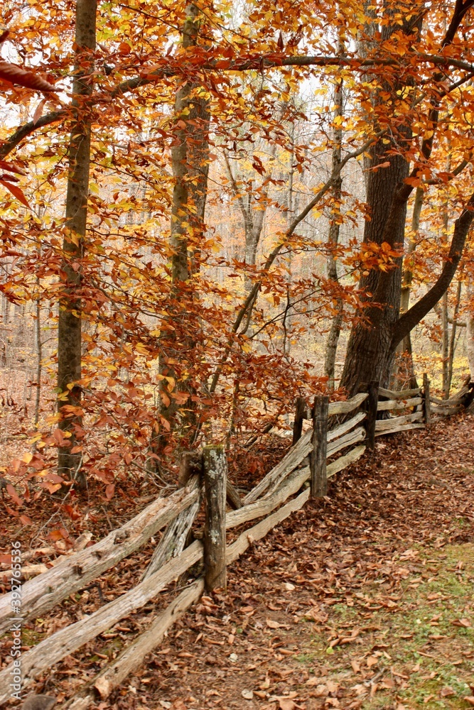 Wooded area, Blue Ridge Parkway, old fence, Dan of Meadow, Virginia Wooded area, Blue Ridge Parkway, old fence, Dan of Meadow, Virginia