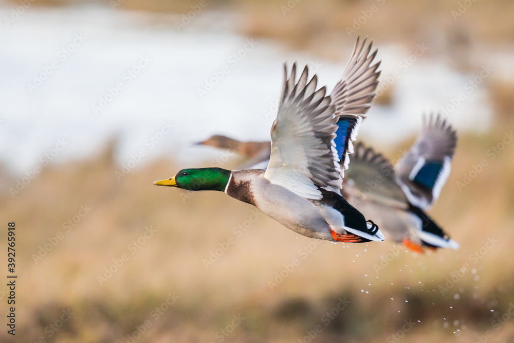 Obraz premium Fat Drake Mallard Takes Off Into the Morning Sun