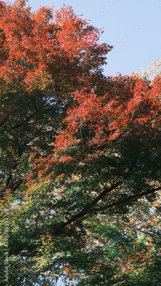 autumn in the woods with bright red leaves autumn in the woods with bright red leaves