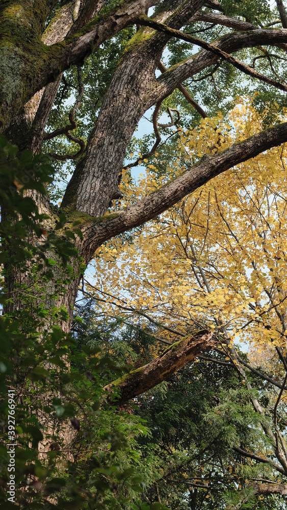 Fototapeta premium autumn in the woods