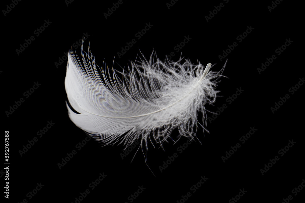 Soft light fluffy a white feather isolated on black background.