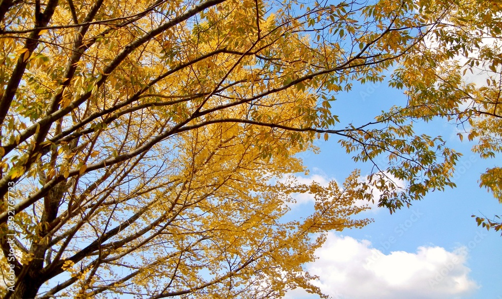 日本の風景、秋、紅葉 日本の風景、秋、紅葉