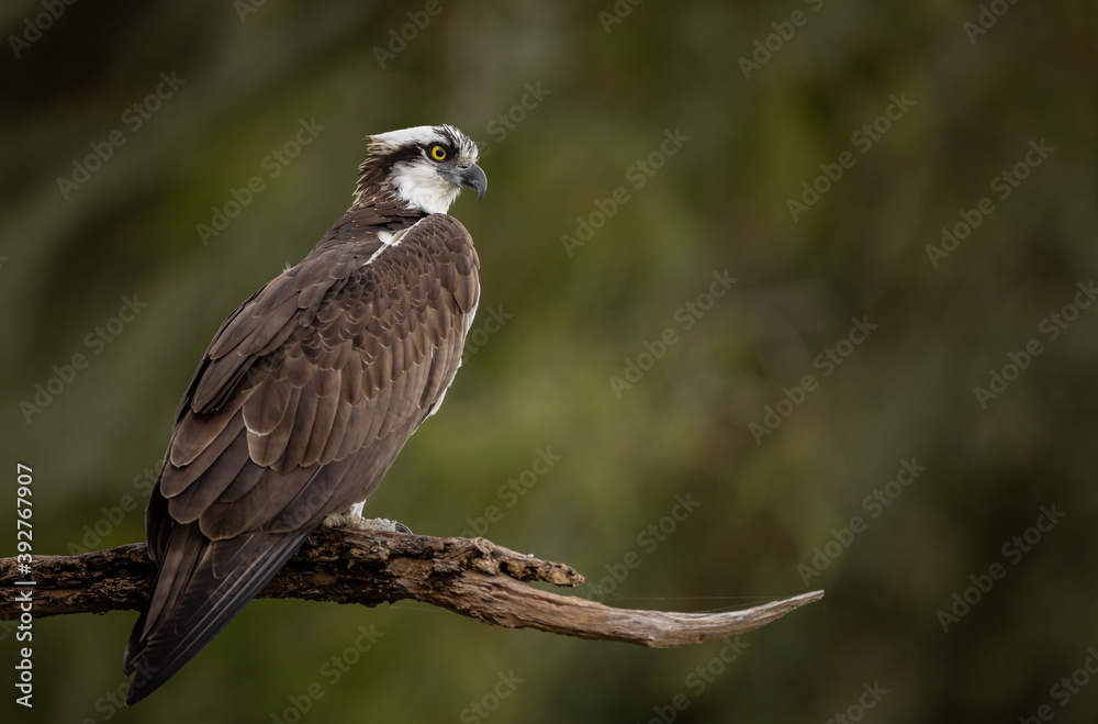 Fototapeta premium Osprey in Florida Portrait