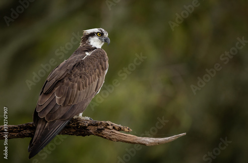 Osprey in Florida Portrait 