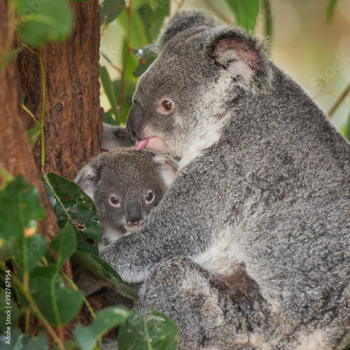 Fototapeta Naklejka Na Ścianę i Meble -  Koala cuddles its baby joey amongst foliage in Queensland, Australia. 