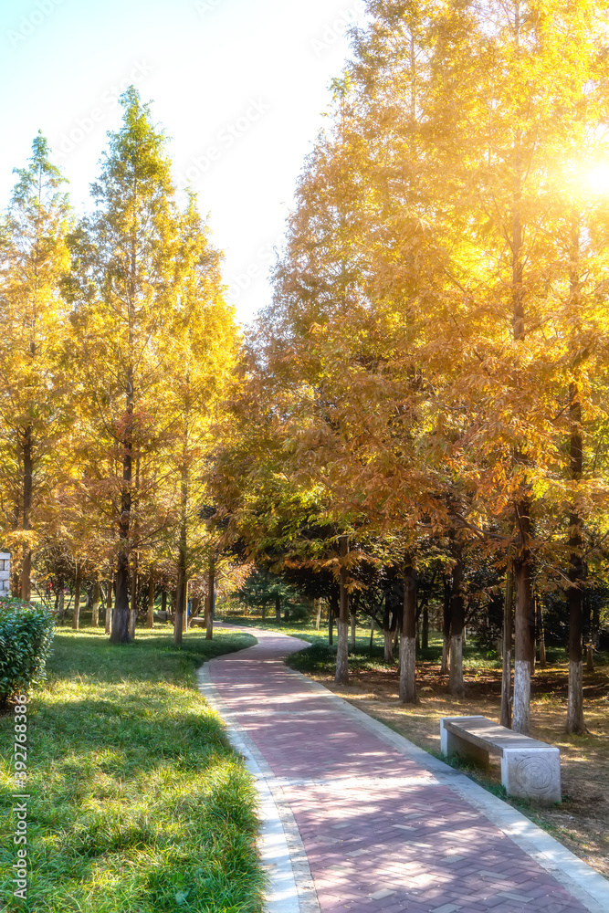 Naklejka premium Yellow ginkgo forest in Jinqiu Park