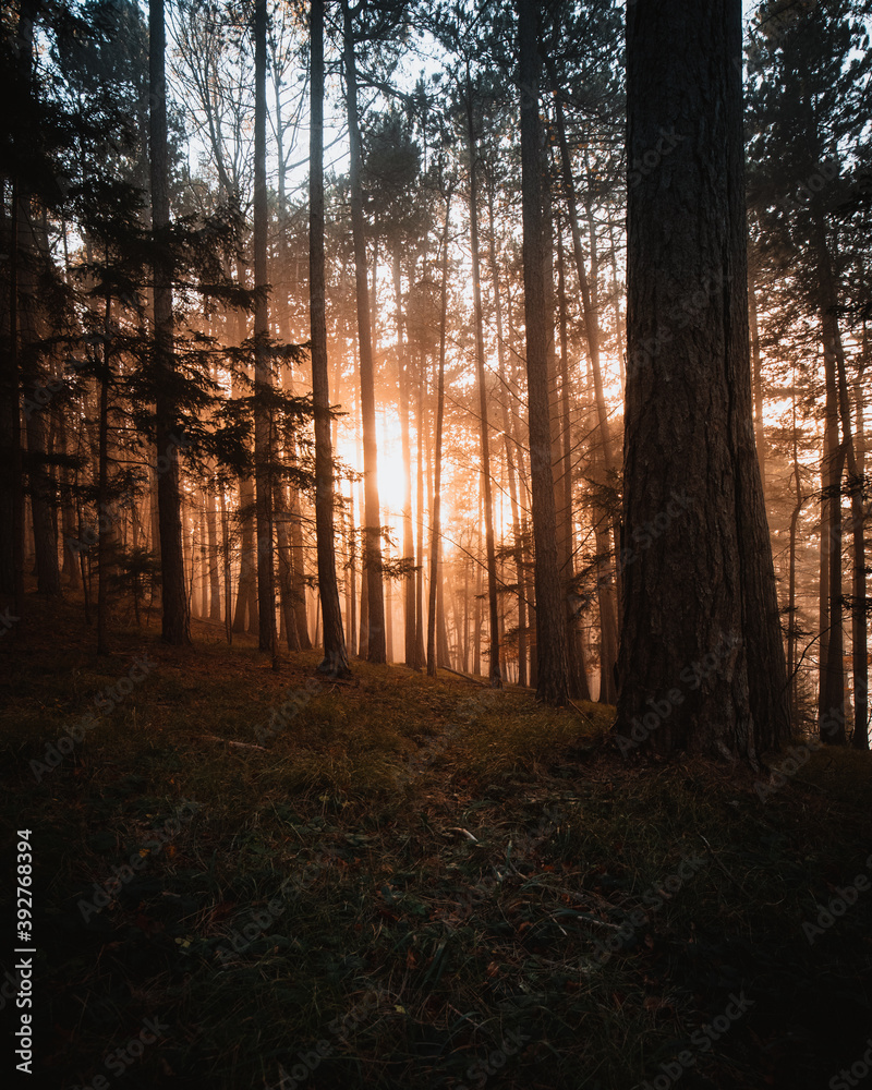 Obraz premium sunset in the woods