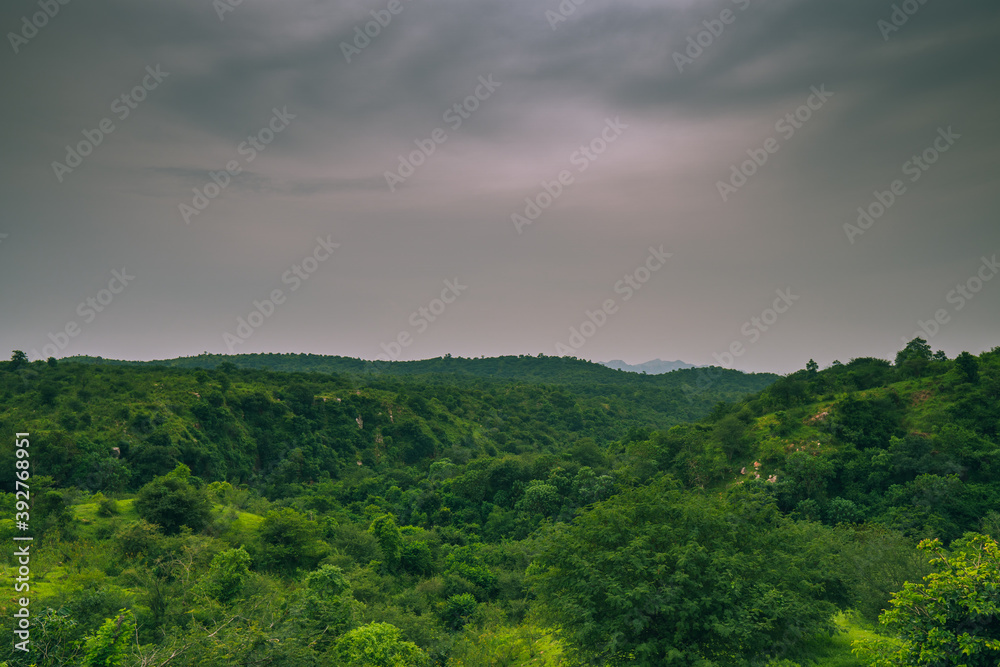 beautiful landscape view of forest from top view
