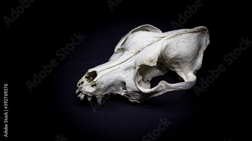 Skull of a dog, side view, isolated on black background. Animal skull.