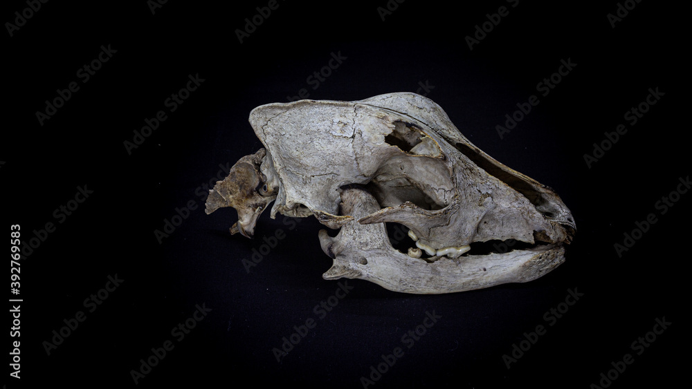 Skull of a dog with the remains of the spine, side view, isolated on black background. Animal skull.