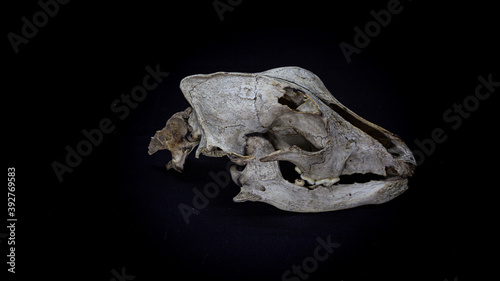 Skull of a dog with the remains of the spine, side view, isolated on black background. Animal skull. © Daniil Mokhnachev