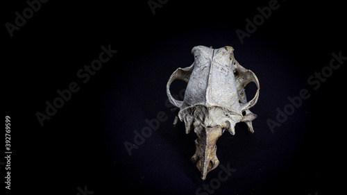 Skull of a dog with the remains of the spine, back view, isolated on black background. Animal skull.