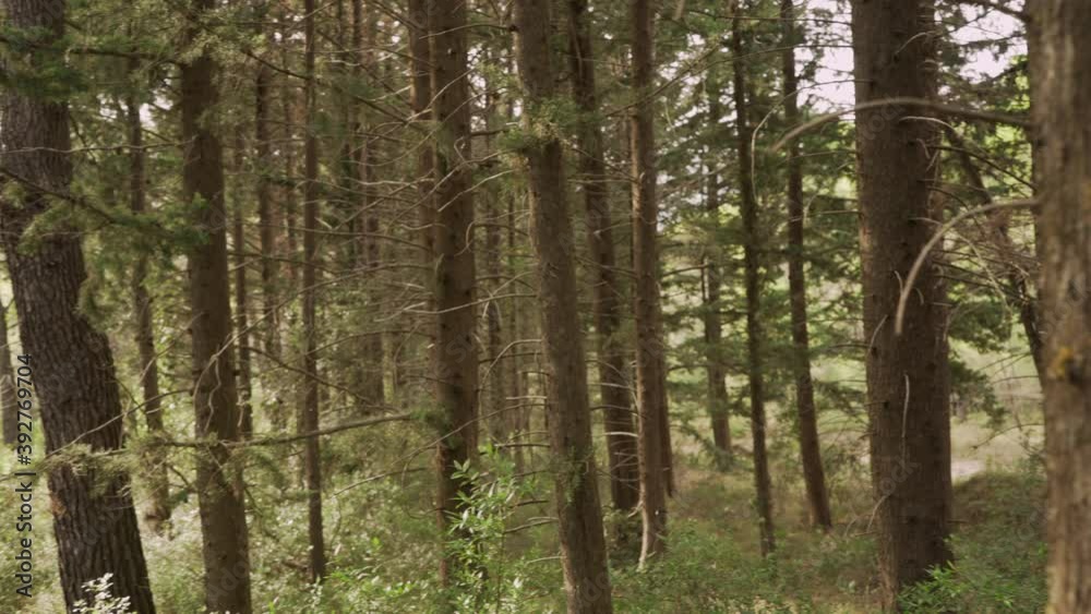 Forest of pines located at Parnitha mountain, Athens, Greece. 4k pan  medium shot