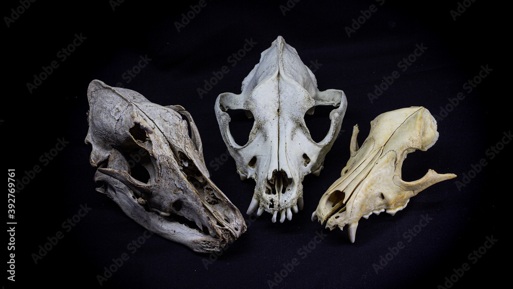 three skulls of different dogs isolated on black background. Animal skull. three skulls of different dogs isolated on black background. Animal skull.