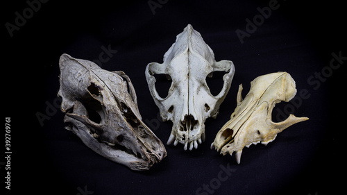 three skulls of different dogs isolated on black background. Animal skull. © Daniil Mokhnachev