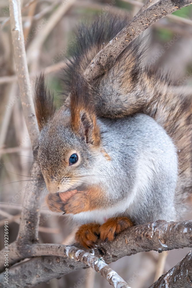 Fototapeta premium The squirrel with nut sits on tree in the winter or late autumn