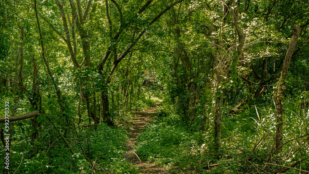 trees in the forest trees in the forest