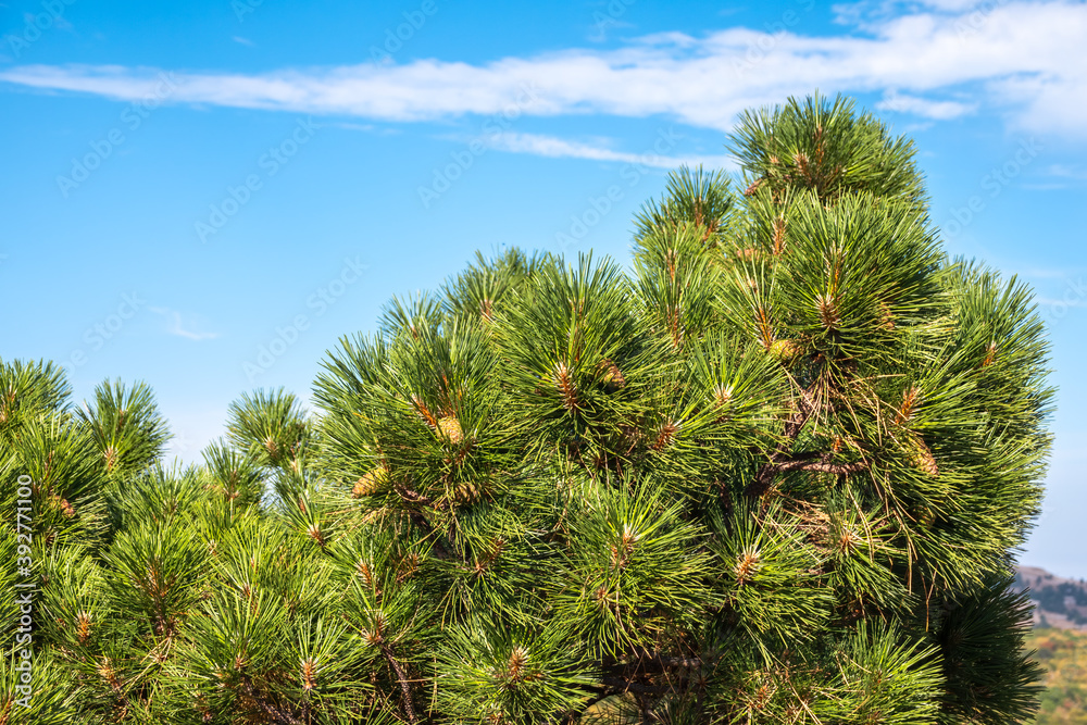 Green pine tree with long needles on a background of blue sky. Freshness, nature, concept. Latin: Pinus brutia Green pine tree with long needles on a background of blue sky. Freshness, nature, concept. Latin: Pinus brutia