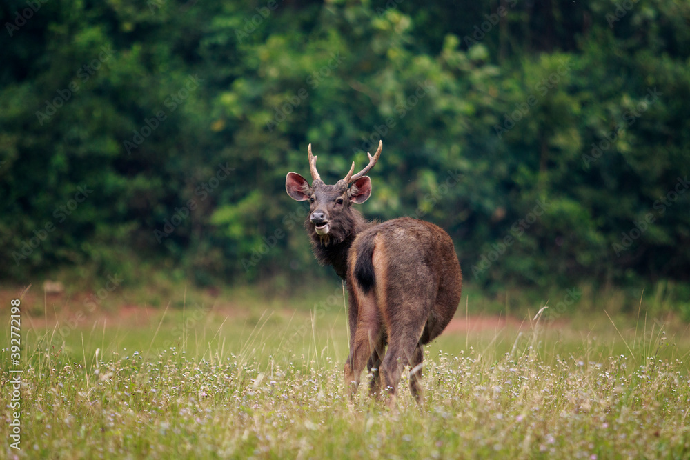 sambar deer in khao yai national park thailand sambar deer in khao yai national park thailand